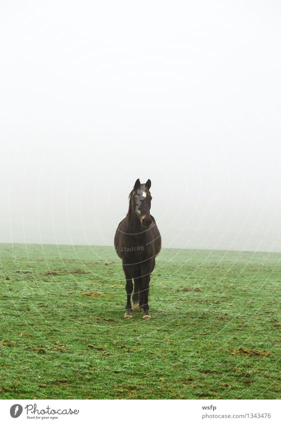 Pferd im Nebel auf einer Wiese Tier Nutztier grün schwarz weide reiten angucken Blick