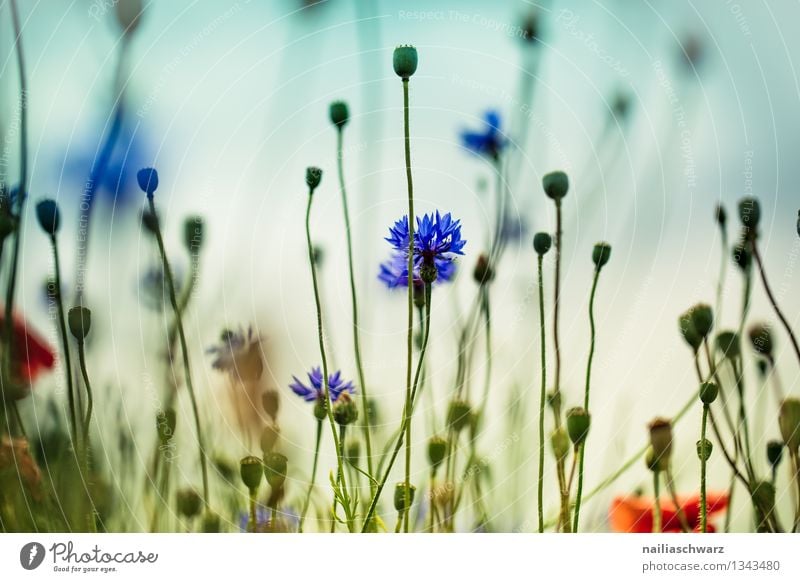 Feld mit Kornblumen Sommer Sonne Umwelt Natur Pflanze Blume Wildpflanze Garten Blühend Duft Wachstum natürlich schön blau Frühlingsgefühle Romantik friedlich