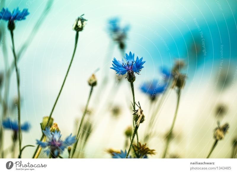 Feld mit Kornblumen Sommer Sonne Umwelt Natur Landschaft Pflanze Frühling Blume Blüte Wildpflanze Blühend Wachstum natürlich schön blau gelb Romantik friedlich