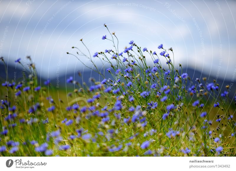 Feld mit Kornblumen Sommer Sonne Umwelt Natur Landschaft Pflanze Blume Gras Wildpflanze Hügel Duft Wachstum natürlich schön blau grün Frühlingsgefühle Romantik