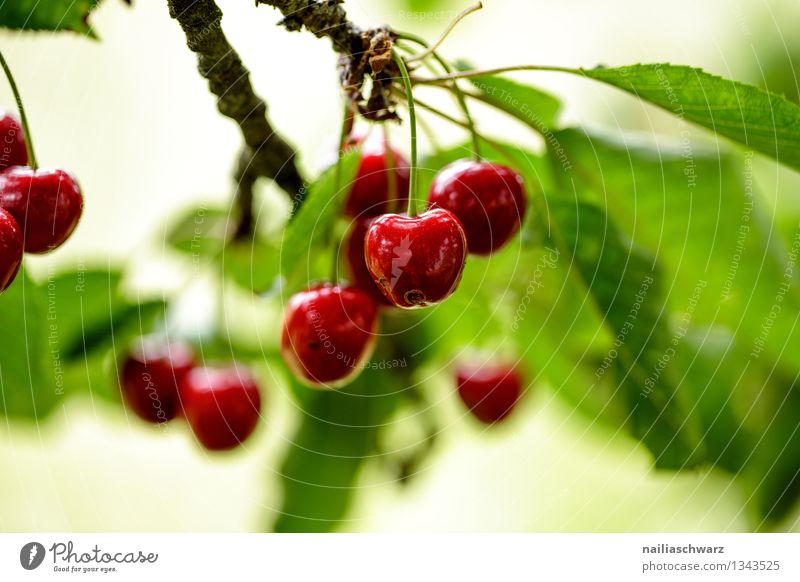 Kirschen Frucht Ernährung Bioprodukte Vegetarische Ernährung Diät Sommer Baum Blatt Nutzpflanze Gesundheit natürlich saftig sauer schön süß grün rot