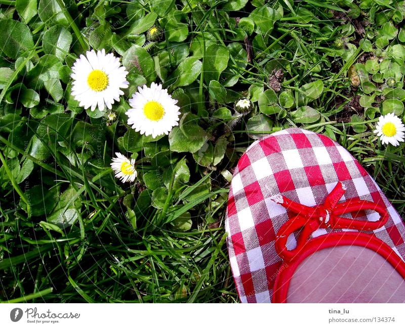 frühlingsschuh II Frühling frisch Wiese Gras grün Gänseblümchen grasgrün Blume Schuhe rot kariert Sommer sommerlich weiß Zehen Barfuß Halm Löwenzahn ausschalten