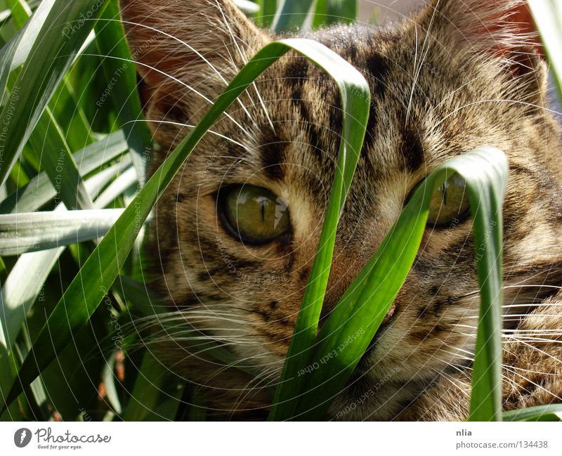 Auf der Lauer Katze Gras grün Säugetier Natur getigert