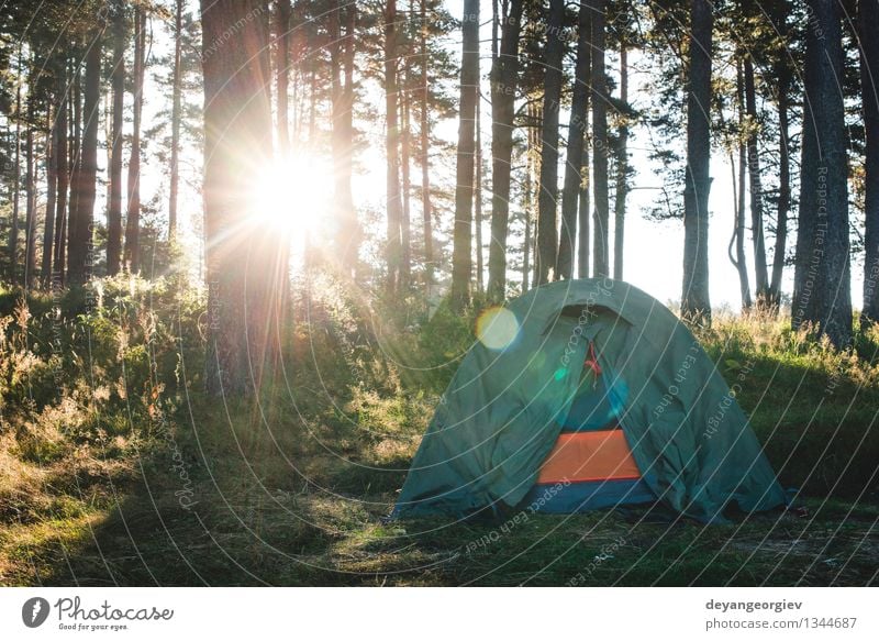Zelt im Wald am Sonnenlicht. schön Erholung Freizeit & Hobby Ferien & Urlaub & Reisen Tourismus Ausflug Abenteuer Camping Sommer wandern Natur Landschaft Baum