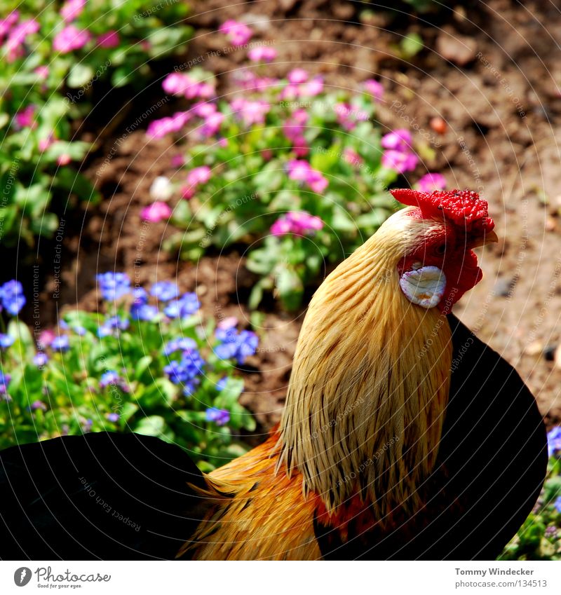 Hahn im Korb Vogel Tier Nutztier Landwirtschaft Federvieh rot Hahnenkamm Haustier freilaufend Bauernhof Krähe prächtig Ferien & Urlaub & Reisen züchten Züchter