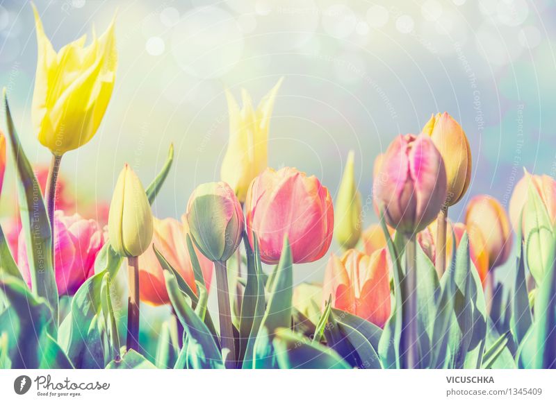 Tulpen Blumen im Park oder Garten Design Feste & Feiern Natur Pflanze Sonnenlicht Frühling Schönes Wetter Blühend gelb Frühlingsgefühle Frühlingsblume