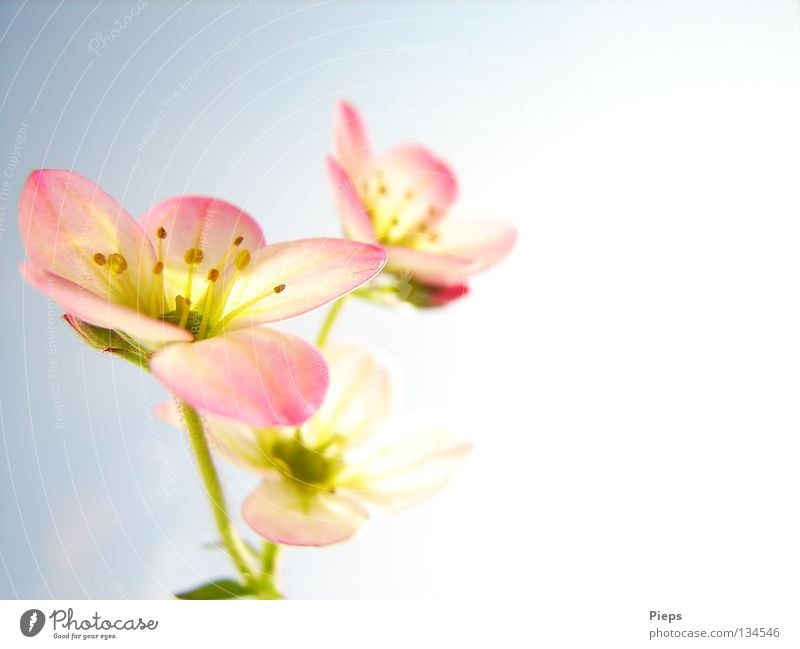 Rosa Blüten (Steinbrech) Farbfoto Innenaufnahme Makroaufnahme Textfreiraum rechts Freude Dekoration & Verzierung Natur Pflanze Frühling Blume Blühend Wachstum