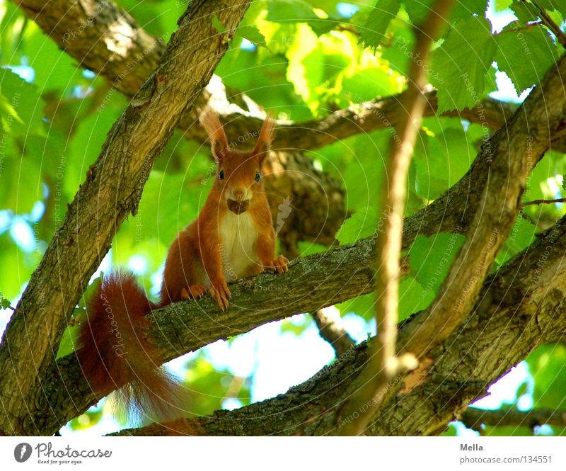 Frühlingshörnchen II Umwelt Natur Pflanze Tier Baum Blatt Wildtier Eichhörnchen 1 beobachten festhalten Fressen hocken Blick sitzen natürlich niedlich grün