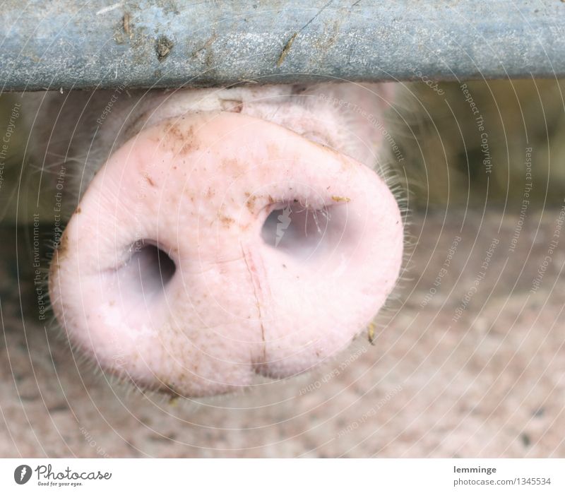 Alltag Umwelt Tier Nutztier Tiergesicht 1 atmen Armut dreckig loyal Tierliebe Mitgefühl Güte Angst Todesangst Schwein Sau Tierquälerei Schlachter Tiertransport