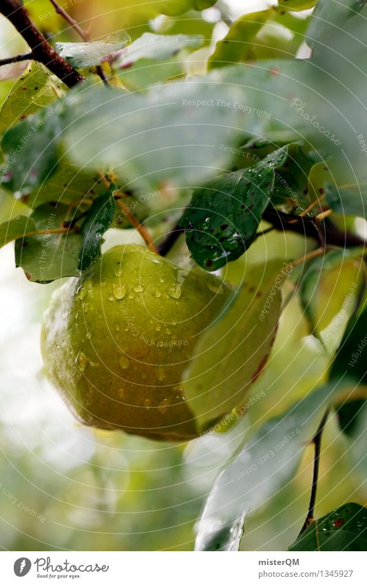 Fällt nicht weit... Kunst Kunstwerk ästhetisch Apfel Apfelbaum Apfel der Erkenntnis Apfelernte Apfelsaft Apfelschale Apfelplantage grün Frucht reif lecker