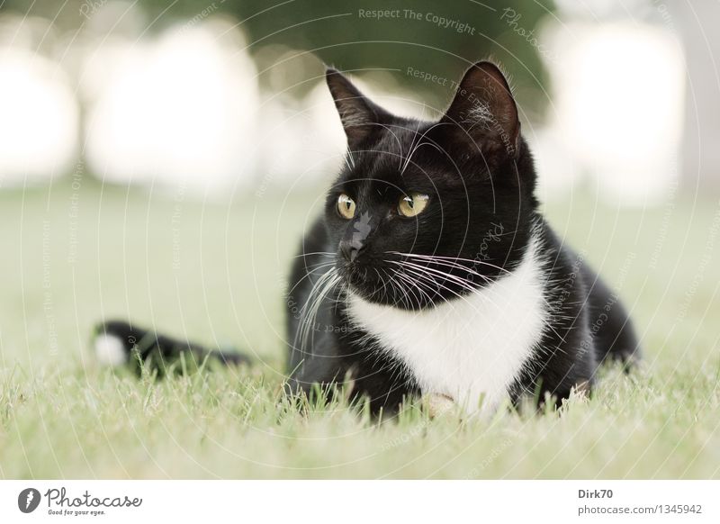 Aufmerksamer Beobachter Natur Sommer Schönes Wetter Baum Gras Garten Park Wiese Tier Haustier Katze 1 beobachten Erholung hören liegen Blick schön einzigartig