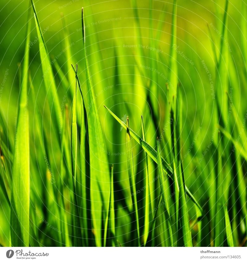 Frühlings Durchblick Gras grün Sommer Makroaufnahme Halm Pflanze Wiese Nahaufnahme Schatten Spitze Weide rasenmähen