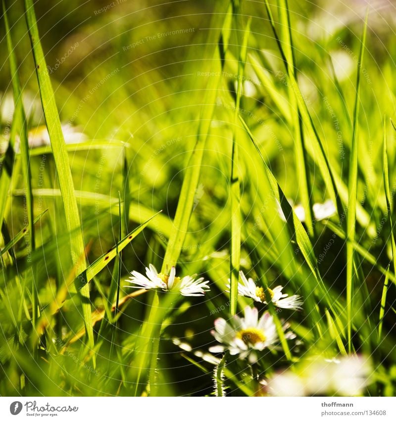 Es war einmal ein Gänsenblümchen Blume Blüte Gänseblümchen Gras grün Unschärfe Wiese Pflanze Blumenstrauß Beet Frühling Sommer Wetter