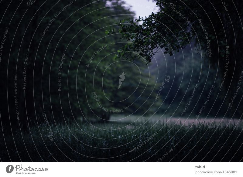 Spreedorado | Stille Natur Landschaft Pflanze Nebel Baum Gras Wiese Wald dunkel kalt Einsamkeit mystisch Waldlichtung Gedeckte Farben Außenaufnahme Menschenleer