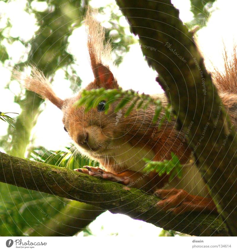 I´m horny Eichhörnchen Eiche Nagetiere Säugetier Fell Schwanz buschig Auge Knopfauge Ernährung Wald Haare & Frisuren Pinsel Ohr süß niedlich braun Pfote