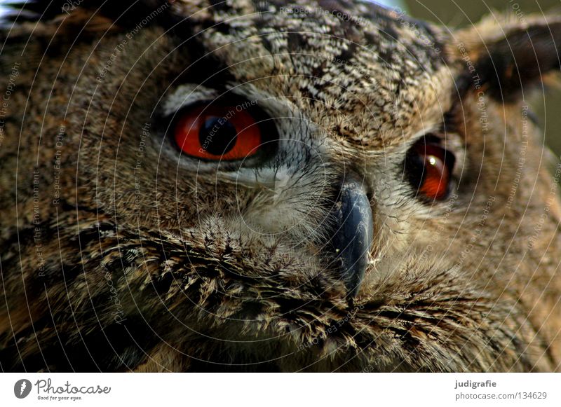 Räuber Eulenvögel Uhu Vogel Greifvogel Schnabel Feder Ornithologie Tier schön Umwelt rot Weisheit klug Farbe Stolz Blick Leben Natur Auge