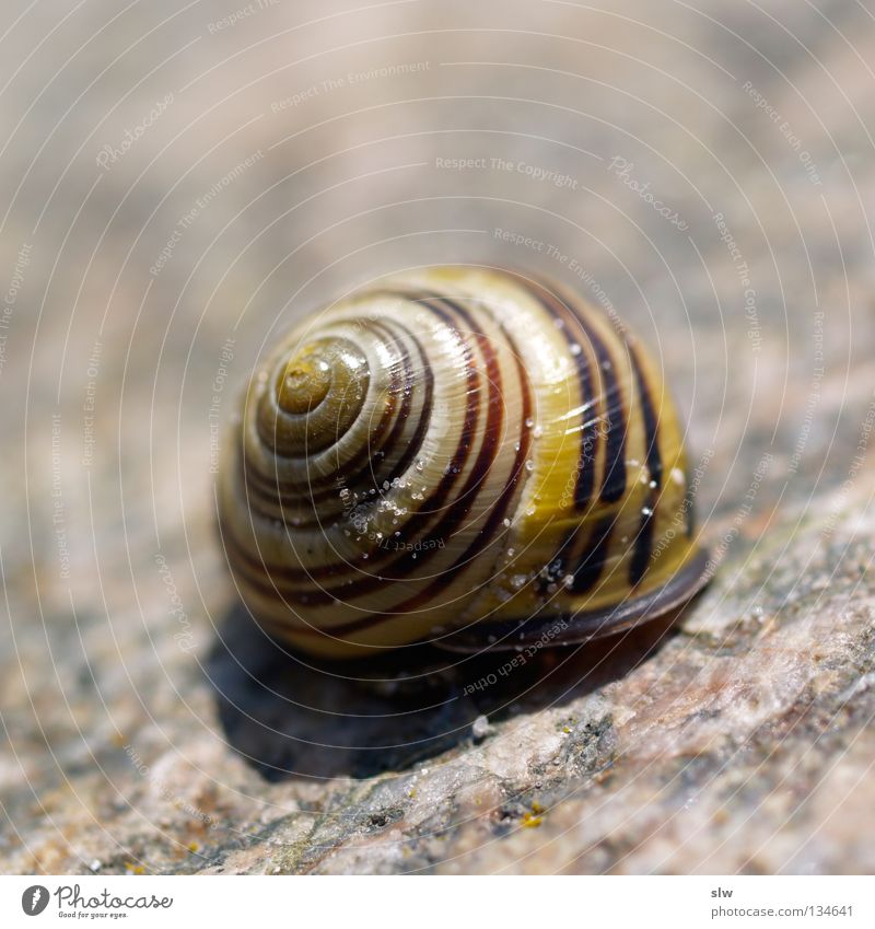 Gastropoda Schnecke Spirale Garnspulen Schneckenhaus langsam Makroaufnahme Nahaufnahme Weichtier Schalen & Schüsseln Schneckenschale