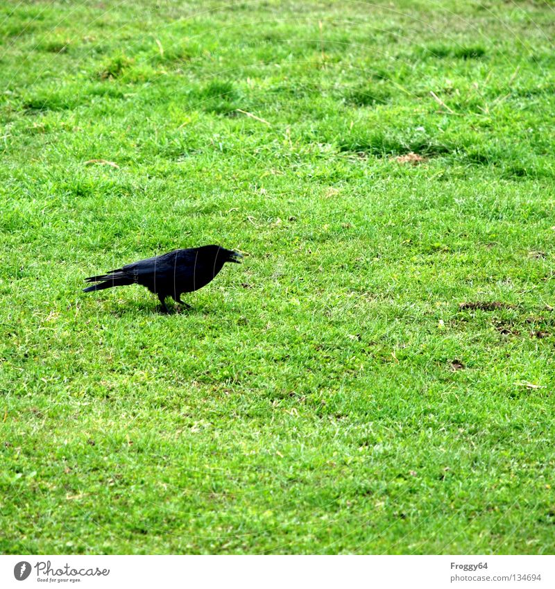 Grosse Klappe! Rabenvögel Vogel schwarz grün Gras Wiese Blume Schnabel Schwanz Tier Zoo Gehege Krähe Frühling Fluss Bach Feder gefieder schwingen fliegen laufen