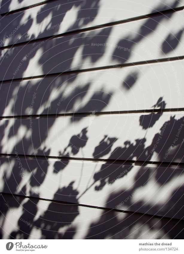 KIRSCHBLÜTEN Silhouette Baum Pflanze Blatt Blüte Unschärfe Wand Putz Haus Oberfläche parallel minimalistisch träumen schön Licht Sonnenlicht Sommer Schatten