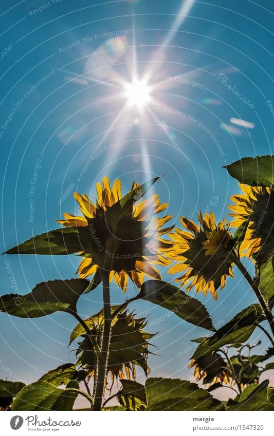 .... und sie strahlten um die Wette.  Sonnen - Blumen mit blauem Himmel und Sonnenstrahlen Umwelt Natur Pflanze Tier Wolkenloser Himmel Sommer Herbst Blatt