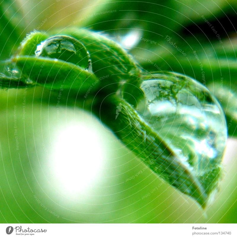 Wassertropfen liegen sicher auf einem grünen Blatt Wolken Glasperle Regen Himmel Sonne Seil Natur nass Pflanze Makroaufnahme Nahaufnahme frisch