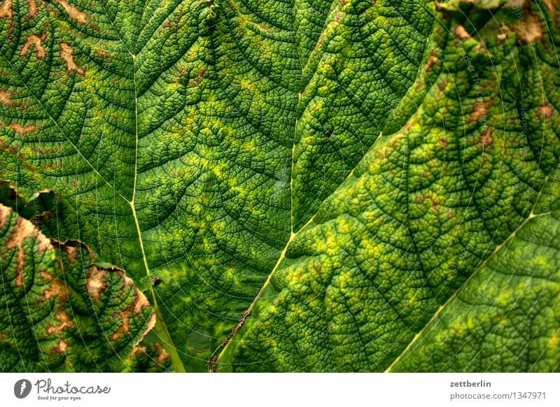 Blatt Pflanze Blattgrün Blattadern Zweig verzweigt Hintergrundbild welk Sommer Botanik exotisch Urwald tropisch