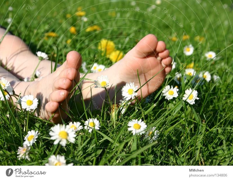 Fußpflege Gras Wiese Feld mehrfarbig Sommer Blume Gänseblümchen Stengel Halm Erholung ruhen schlafen Sonnenbad Zehen Fußsohle Barfuß Wellness Pflanze Vorgarten