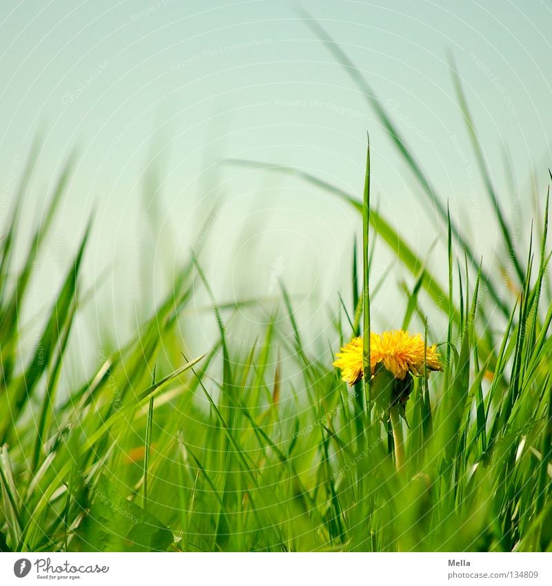 Löwenzahn! Umwelt Natur Pflanze Frühling Blume Gras Blüte Wiese Blühend Wachstum Fröhlichkeit natürlich blau gelb grün Einsamkeit Glück Perspektive Farbfoto