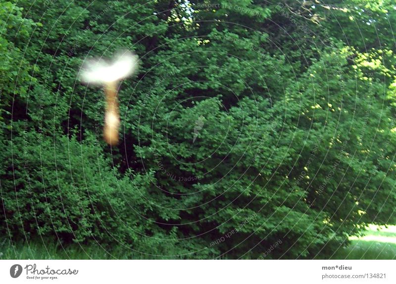 T Löwenzahn Wald Sommer grün Baum Wiese Vergänglichkeit fliegen Außenaufnahme
