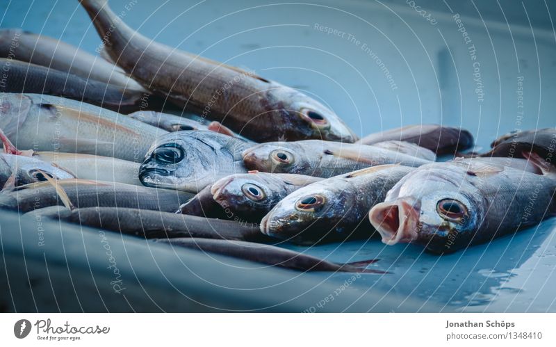 Fischers Fritze fischt frische Fische VII Umwelt Tier Tiergruppe blau Tod schuldig gefräßig verschwenden Fischereiwirtschaft verkaufen töten Hafen eng