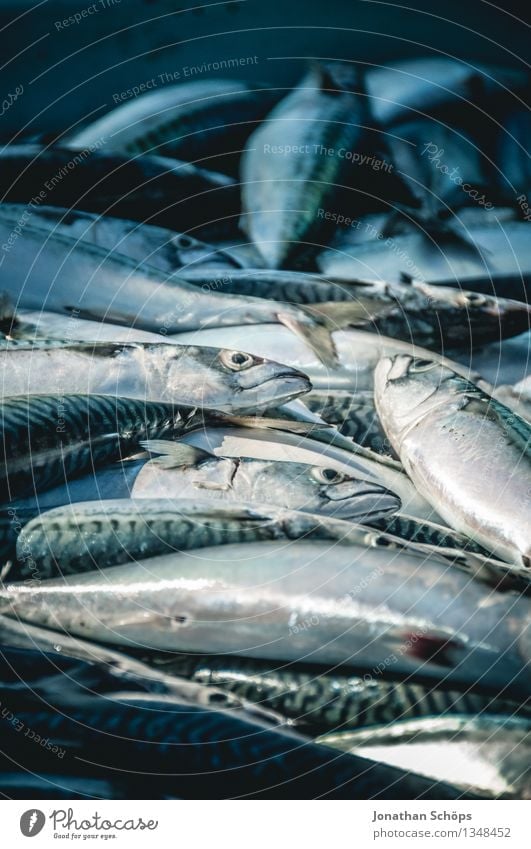 Fischers Fritze fischt frische Fische I Lebensmittel Fleisch Ernährung Mittagessen Abendessen Festessen Bioprodukte Klimawandel Totes Tier Tiergruppe Schwarm