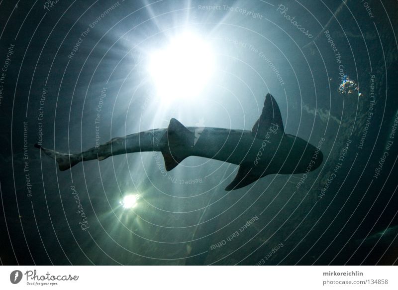 The Shark San Francisco Haifisch Meer See Aquarium gefährlich Fisch Ferien & Urlaub & Reisen USA Tigerhai bedrohlich Danger Dangerous Wasser Watter Sea Lake