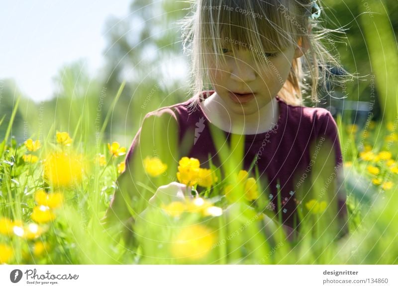 Abgetaucht Kind Mädchen Blume Frühling Sommer Physik Wiese Gras Gesundheit Pollen Blüte Tier Insekt Zecke verträumt träumen tauchen harmonisch Suche finden