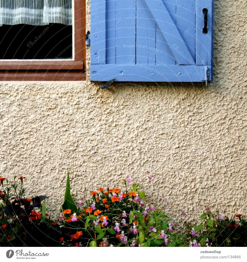 le gymnase de marie Fensterladen Provence Vorhang Frankreich Scharnier Fensterrahmen Detailaufnahme Haushalt garden hinge curtains orange oeillet window flowers