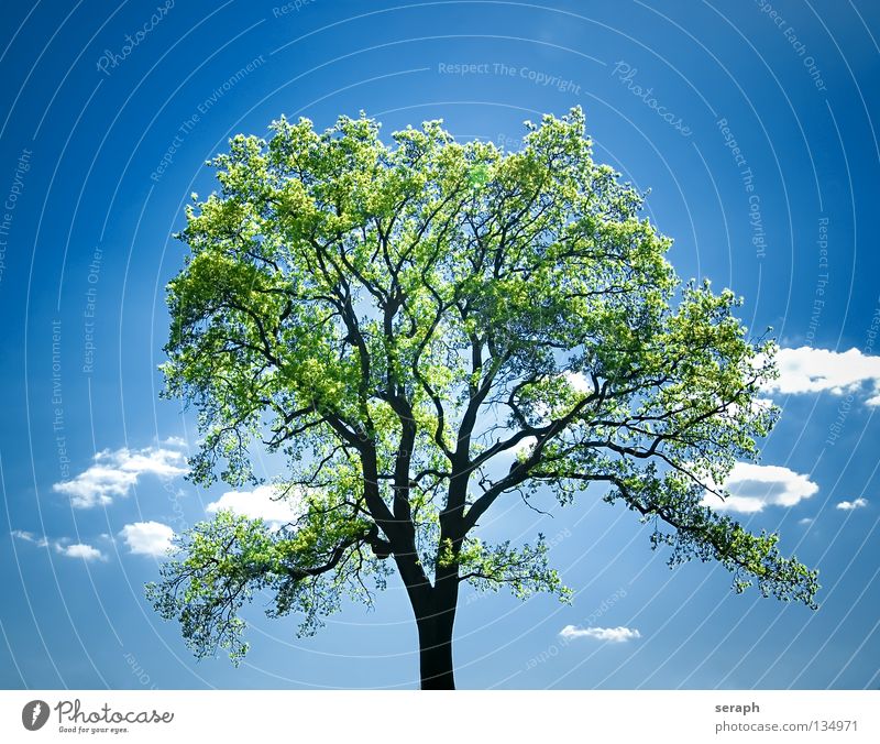 Grüne Lunge Baum Blatt Baumstamm Baumkrone einzeln Baumrinde Ast Umweltschutz grüne lunge Sauerstoff Idylle Kraft stark friedlich Frieden verträumt traumhaft
