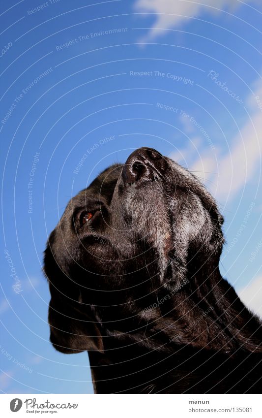 In der Ruhe liegt die Kraft Wolken himmelblau schwarz Hund Labrador Sommer erhaben majestätisch ruhig Güte Gelassenheit Ausdauer Vertrauen Tier weich niedlich