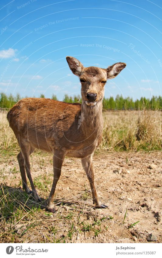 miezekatze III Sommer Natur Tier Wildtier wild Bambi Reh Steppe Ödland Säugetier sika-hirsch zutraulich Tierporträt Dürre trocken Gras Blauer Himmel Blick