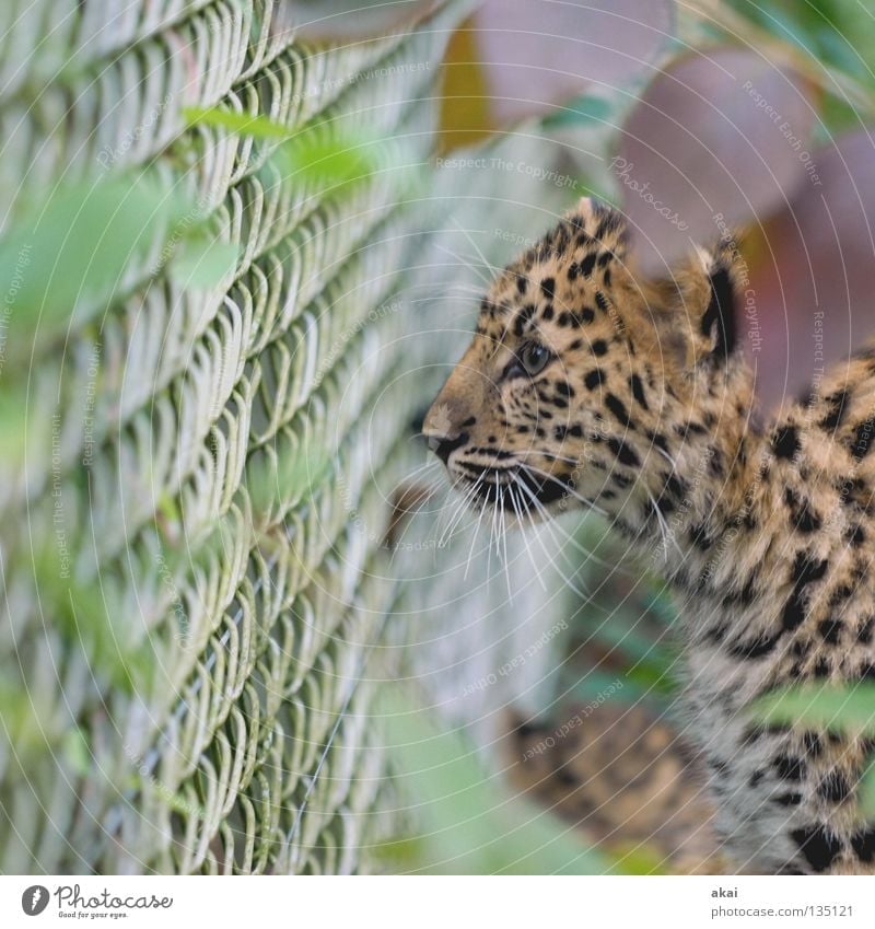 Der Jäger exotisch ruhig Jagd Zoo Tier Wachsamkeit Konzentration Leopard Landraubtier Raubkatze Säugetier jagdtrieb Suche Blick Tierporträt Zaun gefangen zielen
