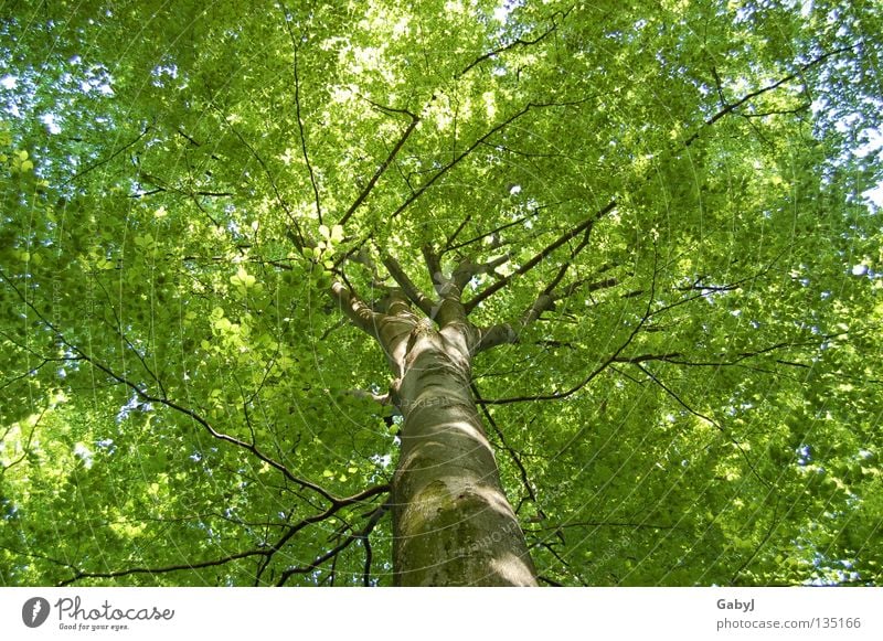 Das schönste Grün der Welt Blätterdach grün Frühling Baum hellgrün zart planen Holz Wald Kohlendioxid Baumkrone Blatt schützend aufwachen Sonnenlicht Kraft