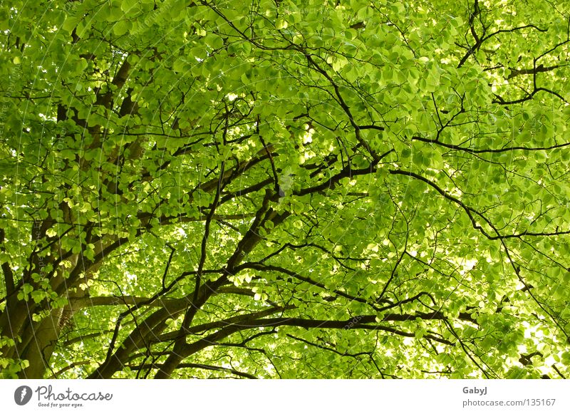 Das schönste Grün der Welt II Blätterdach grün Frühling Baum hellgrün zart planen Holz Wald Kohlendioxid Baumkrone Blatt schützend aufwachen Sonnenlicht Kraft