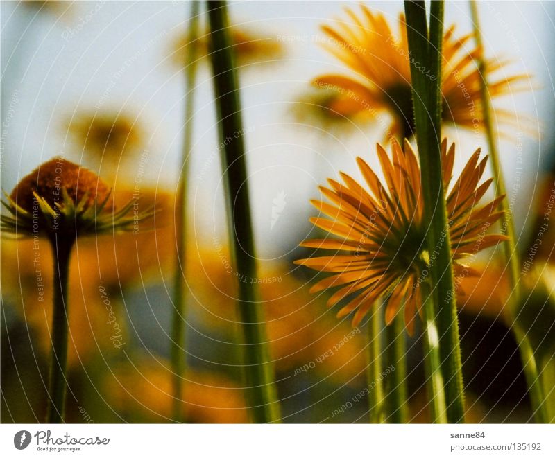 zur Sonne Blume gelb Sommer Physik Stengel Blüte Gegenlicht Wärme aufwärts