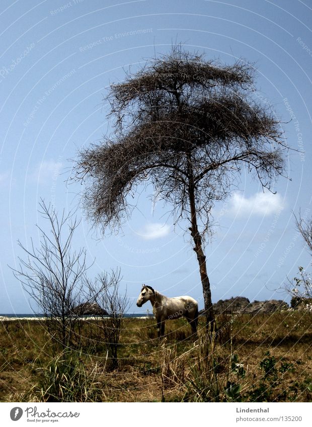 Lonely White Horse Meer Pferd angekettet Baum Märchen fantastisch Strand weiß Säugetier Küste Schimmelpilze Felsen Himmel