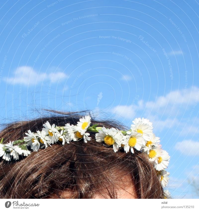 Frühlinghochzwei Sommer Blume Gänseblümchen himmelblau Blumenkranz Blüte weiß zart faulenzen Dekoration & Verzierung Kopf Haare & Frisuren blumen im haar