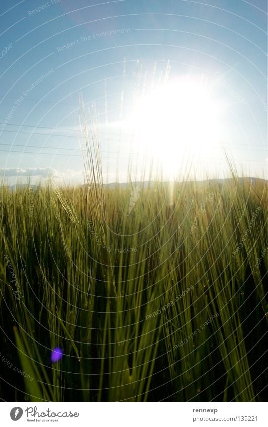 (K)ein Bett im ( )ornfeld Licht strahlend Physik Frühlingsgefühle Wiese Feld Ackerboden Lebensmittel Ernährung Gerste Roggen Ähren Weizen Landwirtschaft