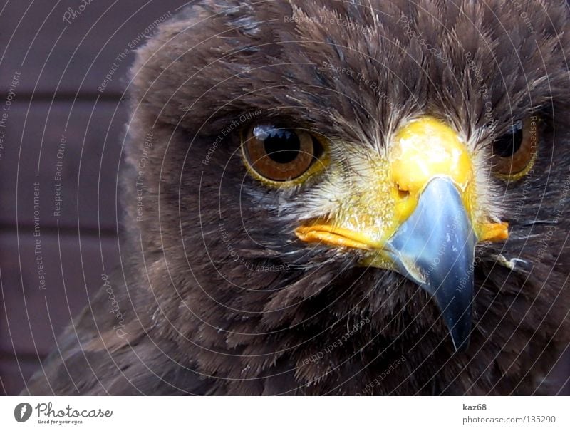 Hawk Adler Greifvogel Vogel Wachsamkeit Schnabel Feder Ornithologie Tier schön Umwelt Porträt gefiedert gefangen bewegungslos Haken Adleraugen Bussard