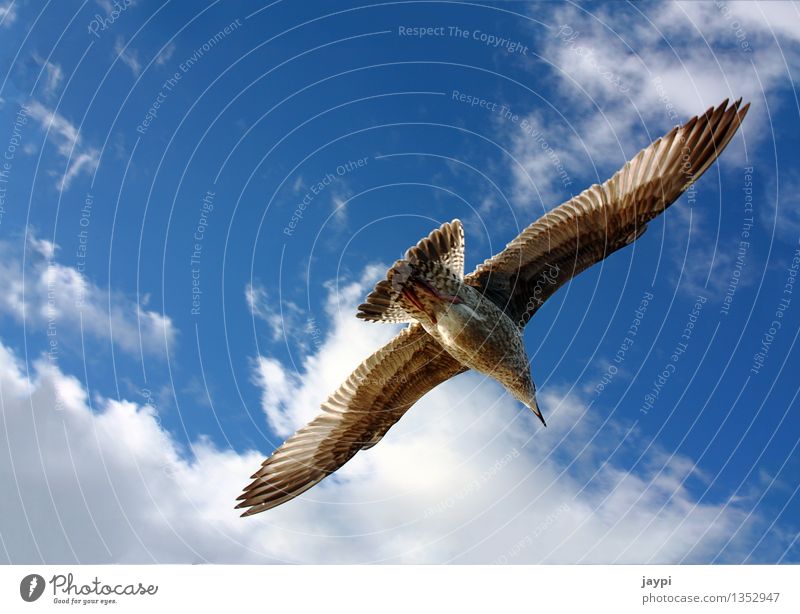 Adler Luft Himmel Wolken Schönes Wetter Tier Wildtier Vogel Möwe Möwenvögel Spannweite fliegen fliegend Flügel Feder Bauchnabel 1 elegant blau braun ruhig