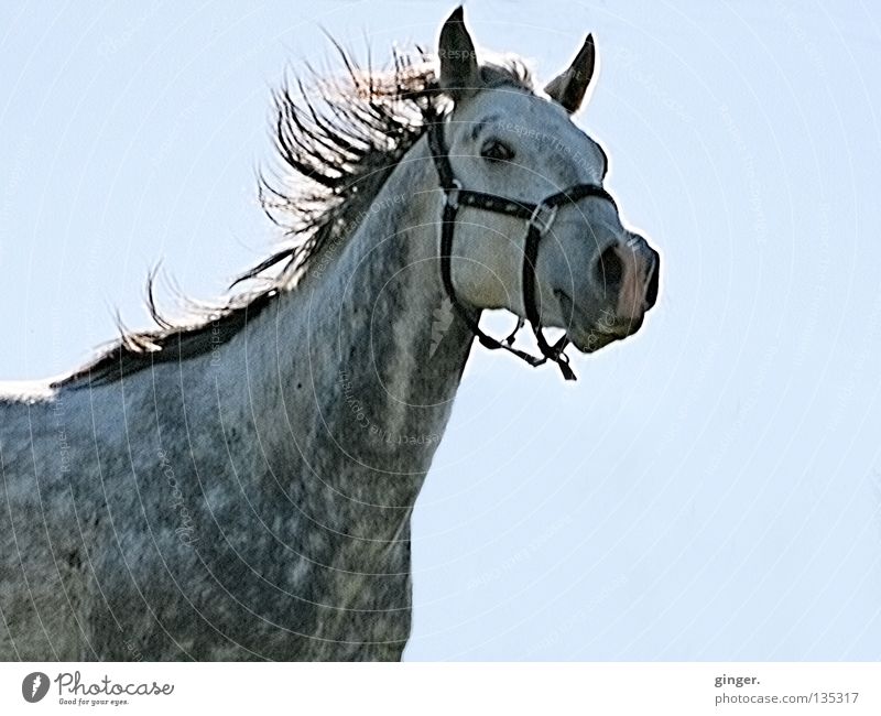 YEEHAA !!! schön Reitsport Tier Himmel Pferd Geschwindigkeit blau grau Stolz Mähne fliegend Schimmel Nüstern Halfter Ausgelassenheit Säugetier Pferdegangart