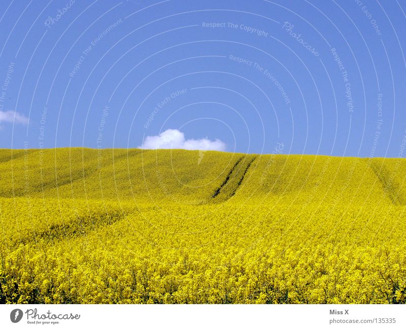 gelber Hügel Farbfoto Außenaufnahme Textfreiraum oben Textfreiraum unten Ausflug Sommer Wellen Berge u. Gebirge Natur Pflanze Himmel Wolken Schönes Wetter Blume