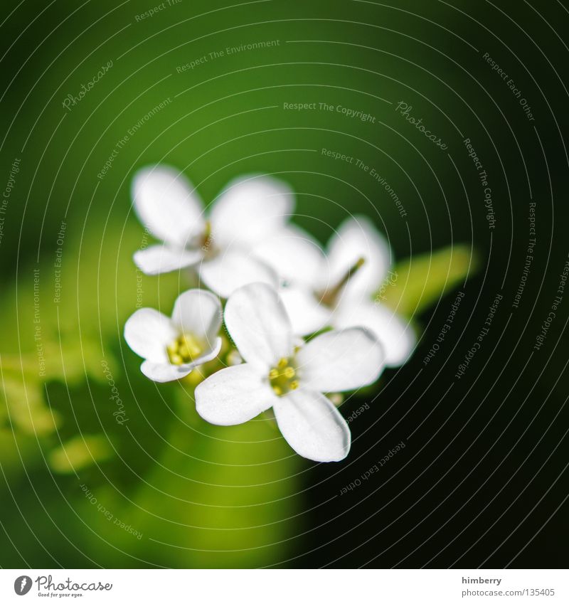 lost in hope Blume Blüte weiß Blütenblatt Botanik Sommer Frühling frisch Wachstum Pflanze rot Hintergrundbild Vergänglichkeit schön Trauer Hoffnung Abschied