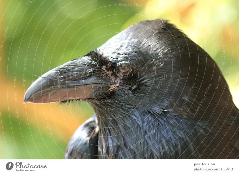 Blickdicht Rabenvögel schwarz Erholung Wachsamkeit Schnabel Pause Krähe Vogel offen Kraft